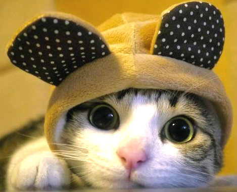 котик в шапке с ушами - глаза, котик, мордочка - оригинал