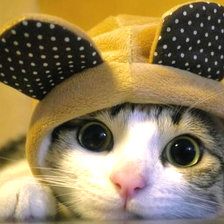 котик в шапке с ушами