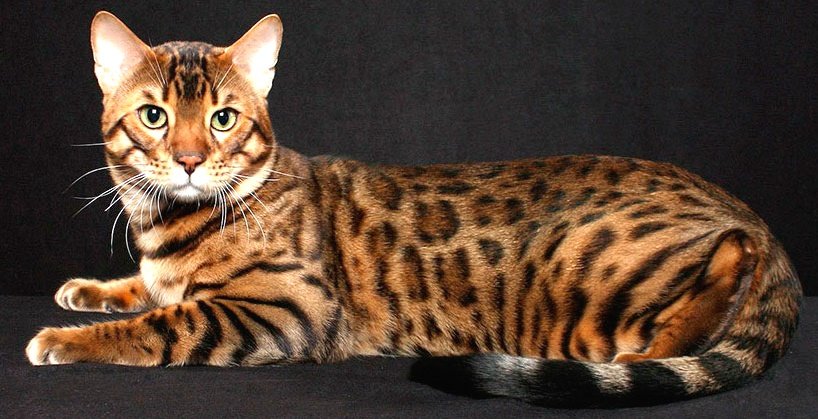 кот - лежит, мордочка, глаза, кот - оригинал