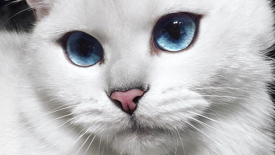 кошка белая - кошка, белая, мордочка, глаза - оригинал