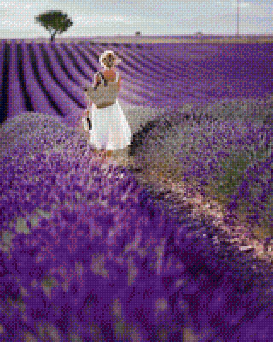 Лавандовое поле - прогулка по лавандовому полю - предпросмотр