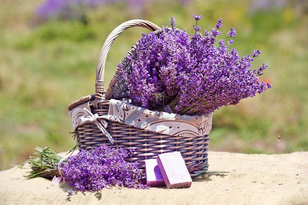 Лаванда фаетазийная - оригинал