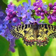 Схема вышивки «Сирень»