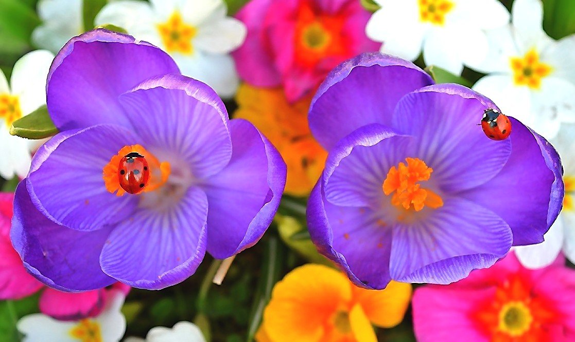 Крокусы - оригинал