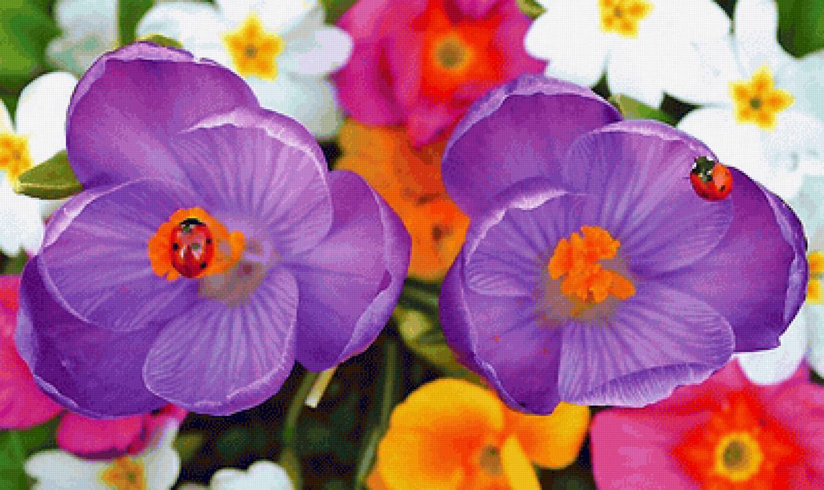 Крокусы - предпросмотр