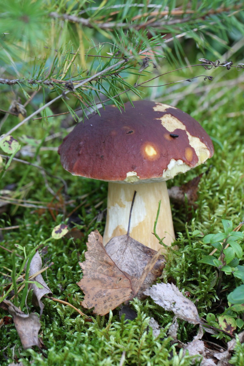 Белый гриб - грибы, боровик - оригинал