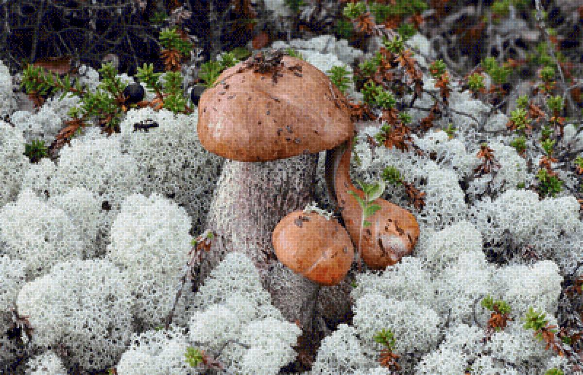Семейка подосиновиков - грибы, подосиновик - предпросмотр