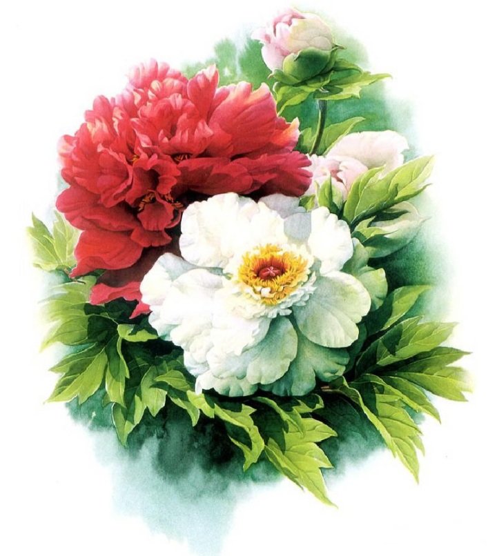 Красно-белые пионы - красота, цветы, пионы, красные, белые - оригинал