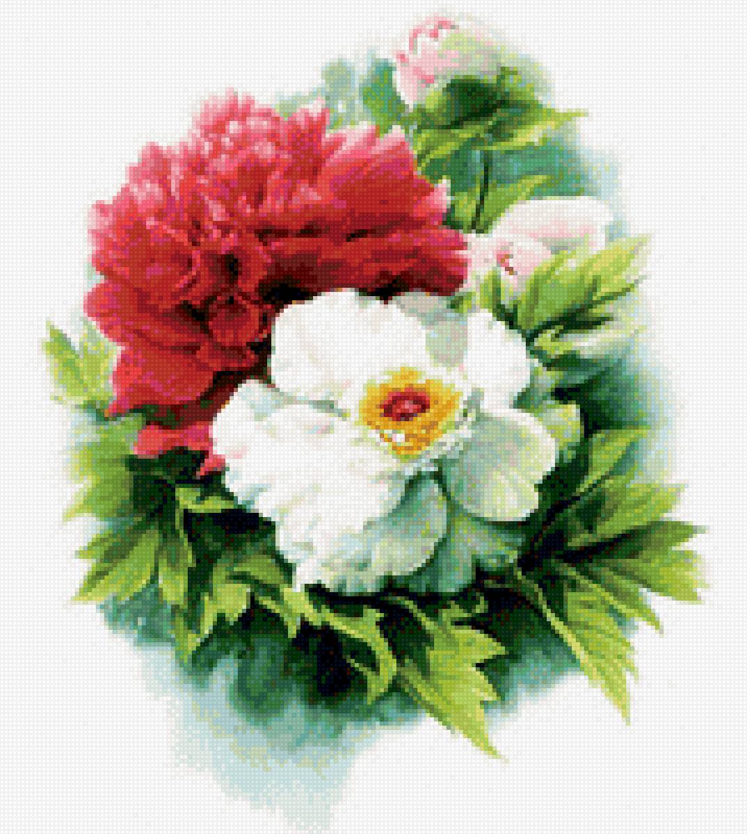 Красно-белые пионы - цветы, красные, пионы, белые, красота - предпросмотр