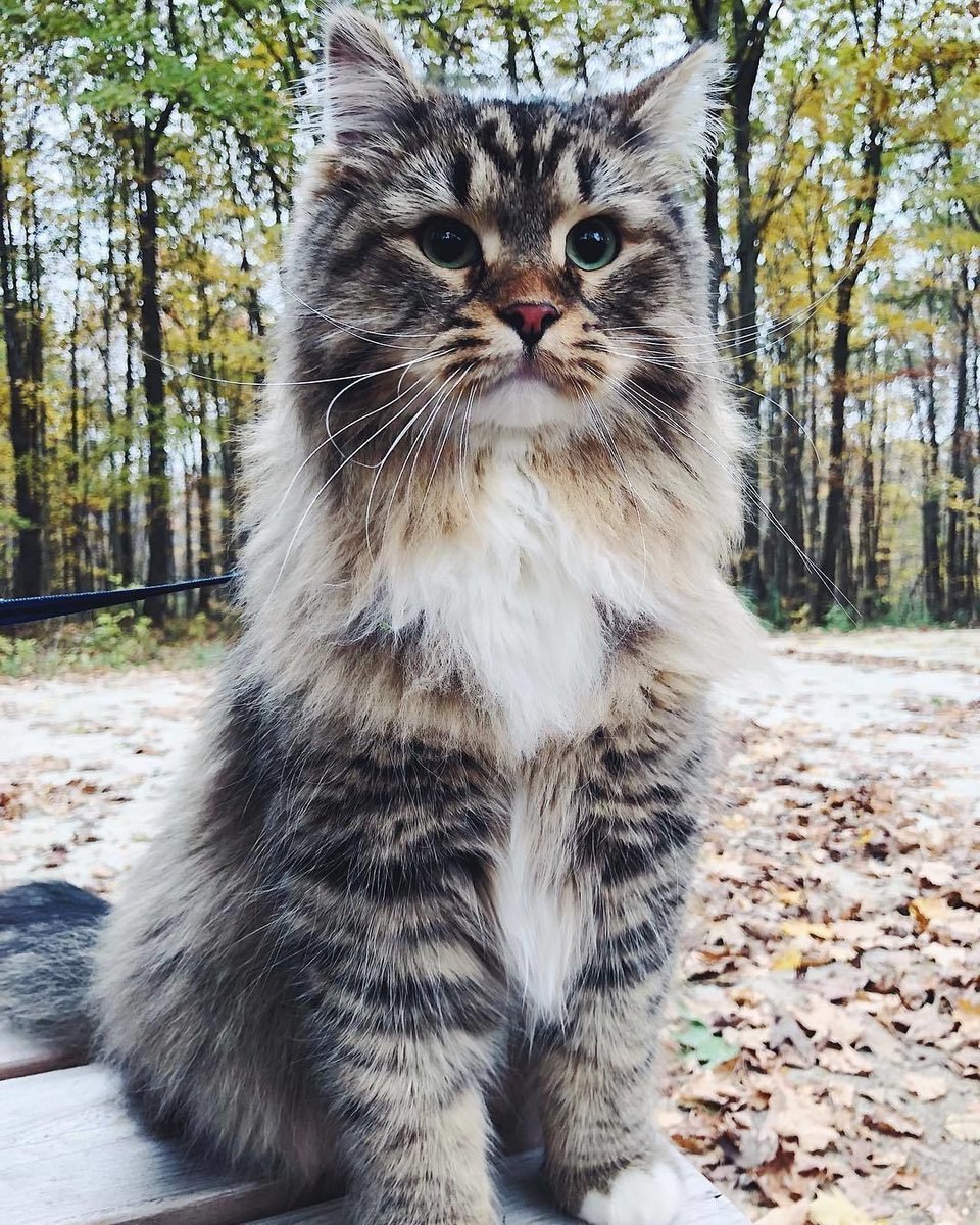 Вася - кошка - оригинал