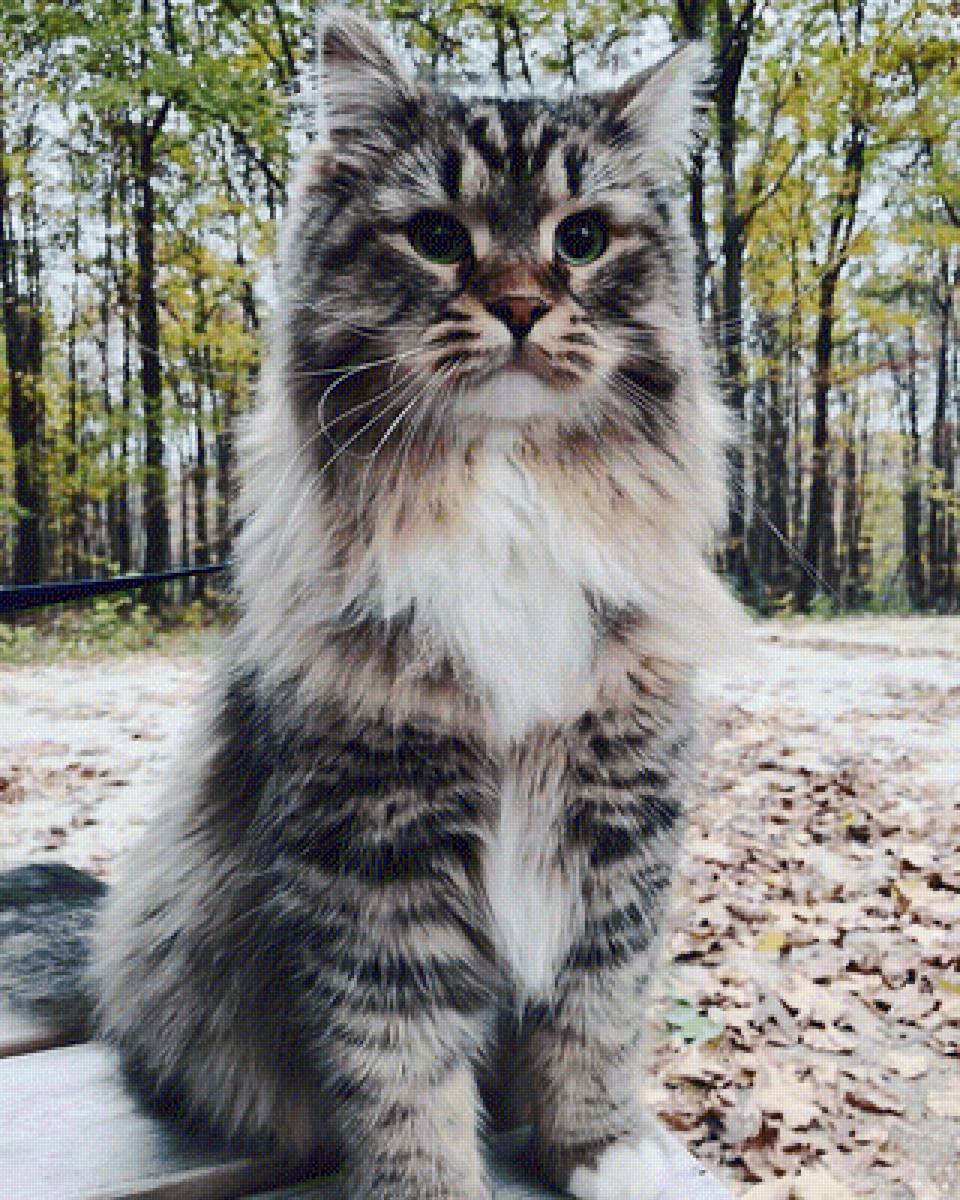 Вася - кошка - предпросмотр