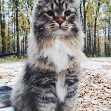 Схема вышивки «Вася»