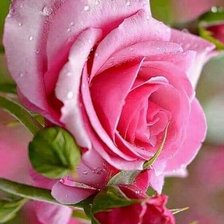 Схема вышивки «Роза 1»