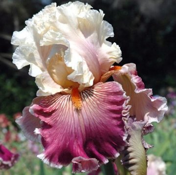 Ирис - цветы, ирис - оригинал