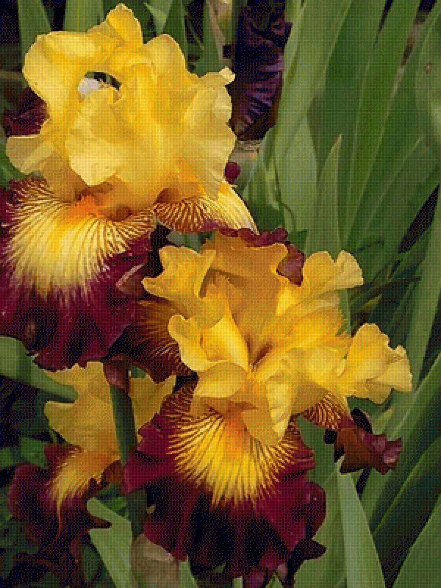 Ирис - цветы, ирис - предпросмотр