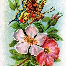 Оригинал схемы вышивки «бабочка и цветы» (№2142132)