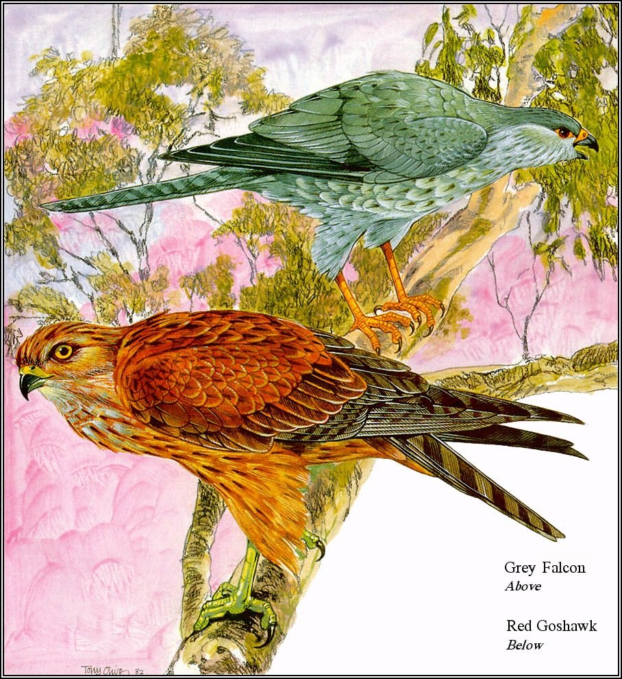 Птицы - птицы - оригинал