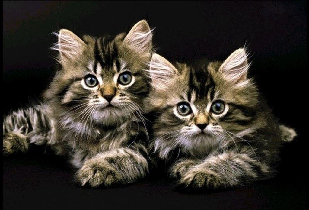 котята на чёрном фоне с использованием 20 цветов - оригинал