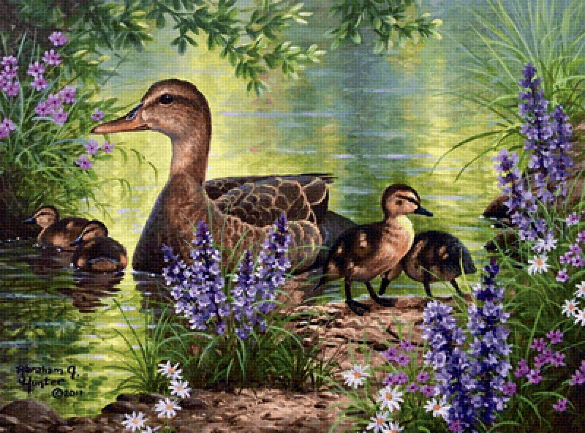 №2142518 - утка, утята - предпросмотр