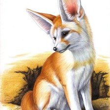 Fox dmc