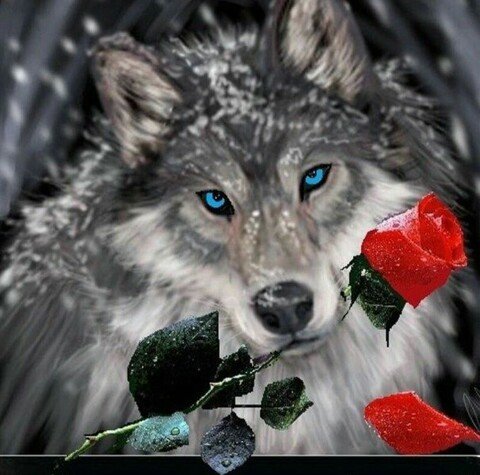 волк с розой - оригинал