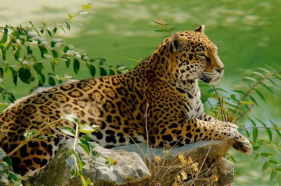 дикие - оригинал