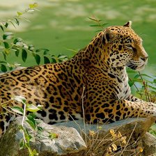 Схема вышивки «дикие»