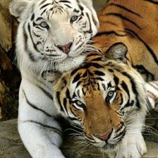 2 тигра