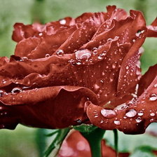 Схема вышивки «Королевская роза»