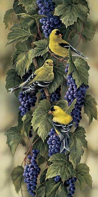 птицы - оригинал