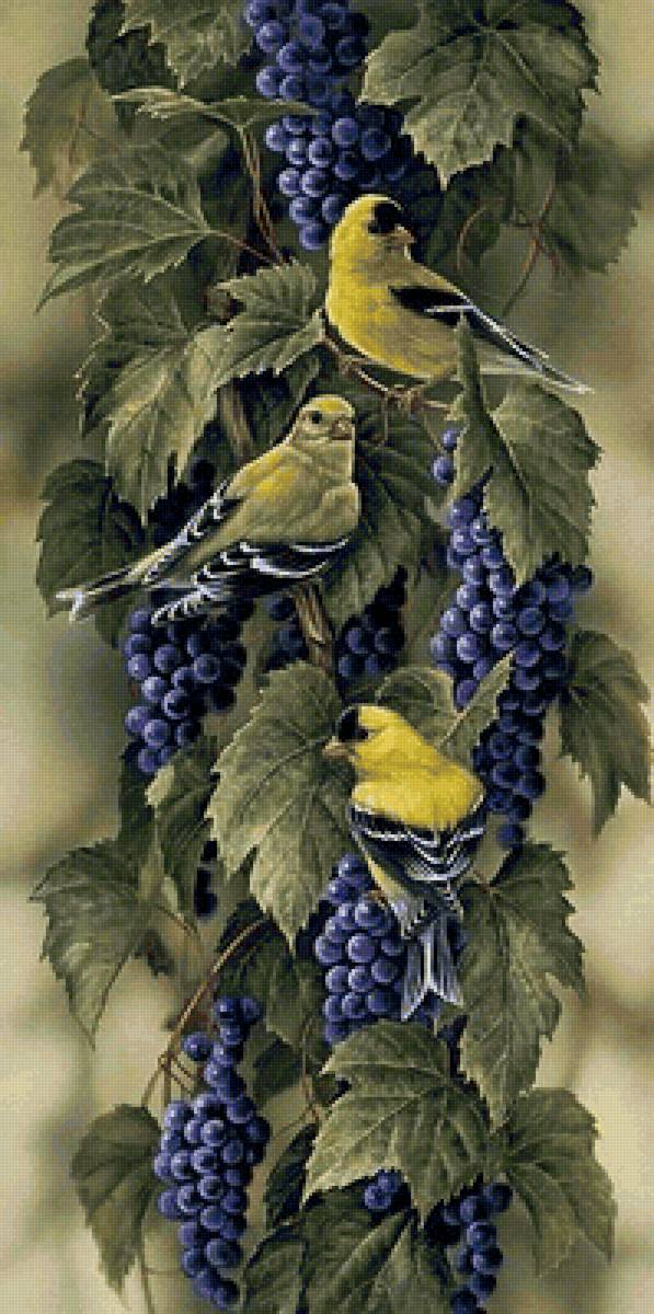 птицы - предпросмотр