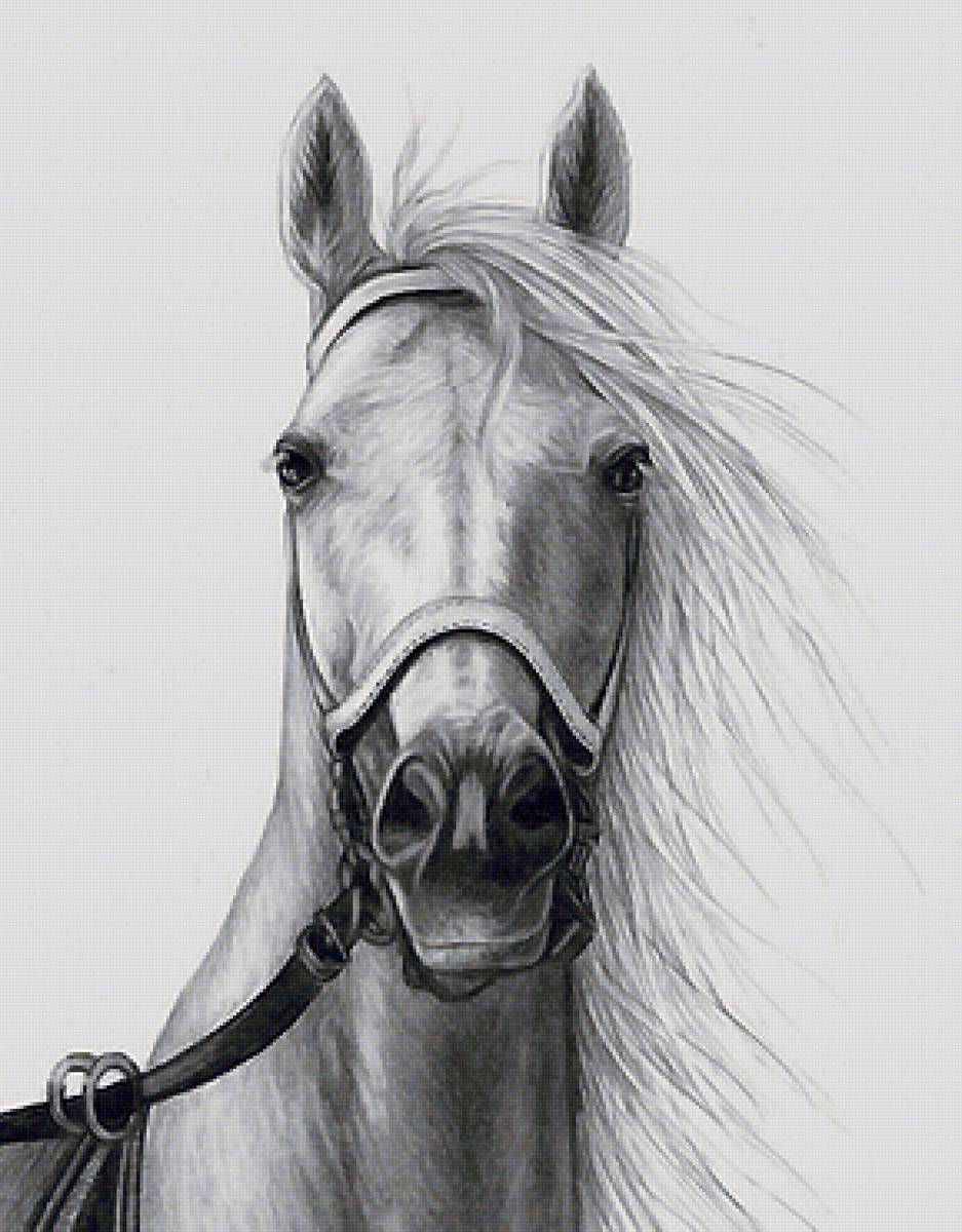 конь - предпросмотр