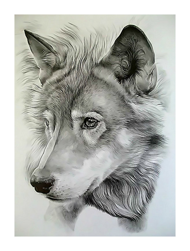 Волк. - животные, волк, рисунок, взгляд, хищник, живопись - оригинал