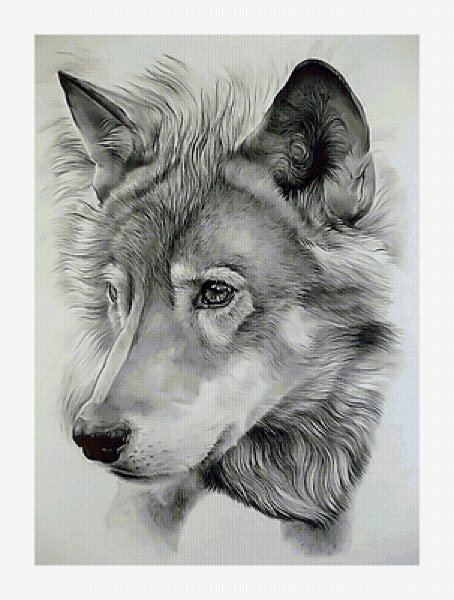 Волк. - взгляд, рисунок, волк, живопись, животные, хищник - предпросмотр