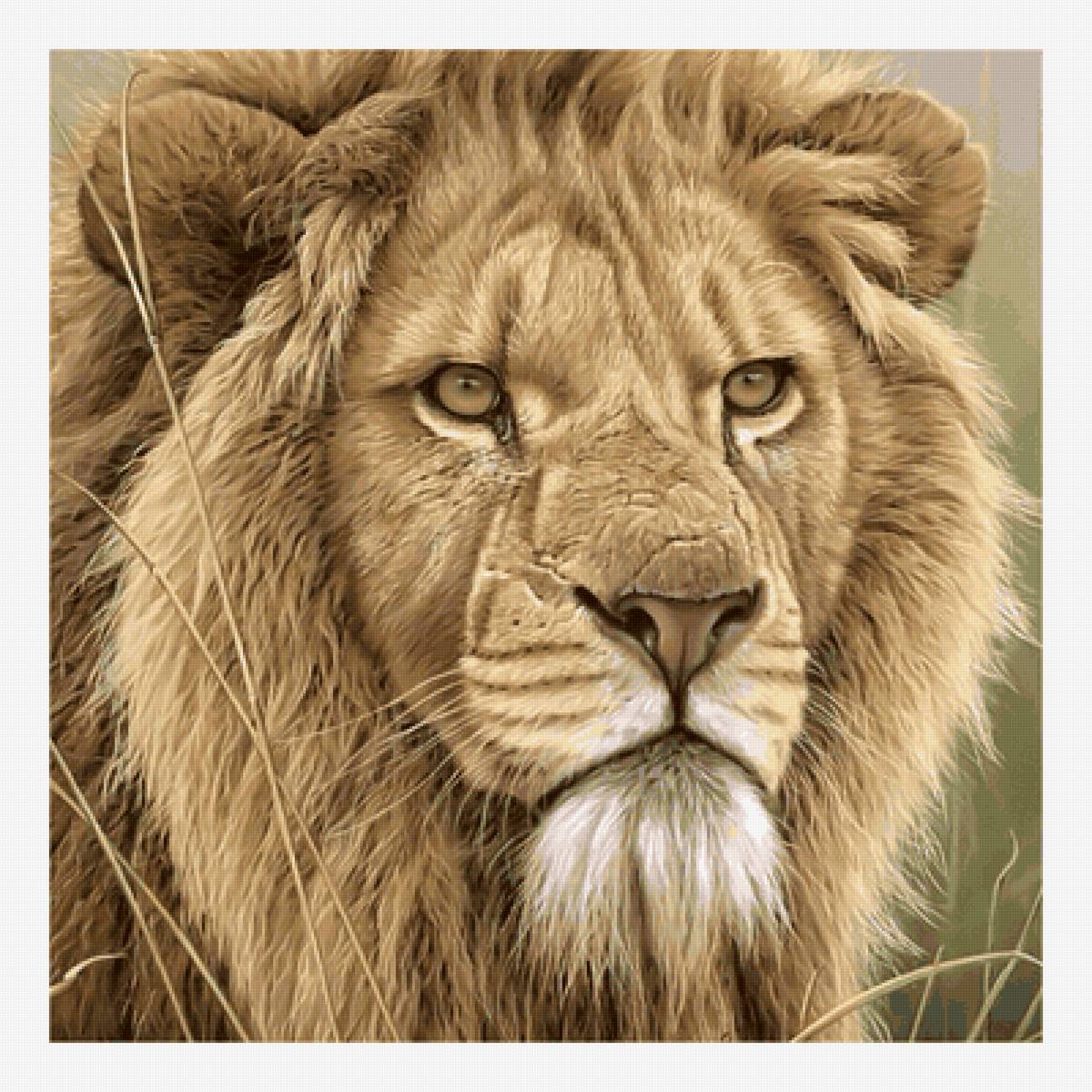 Царский взгляд. - животные, лев, хищник, живопись, взгляд - предпросмотр