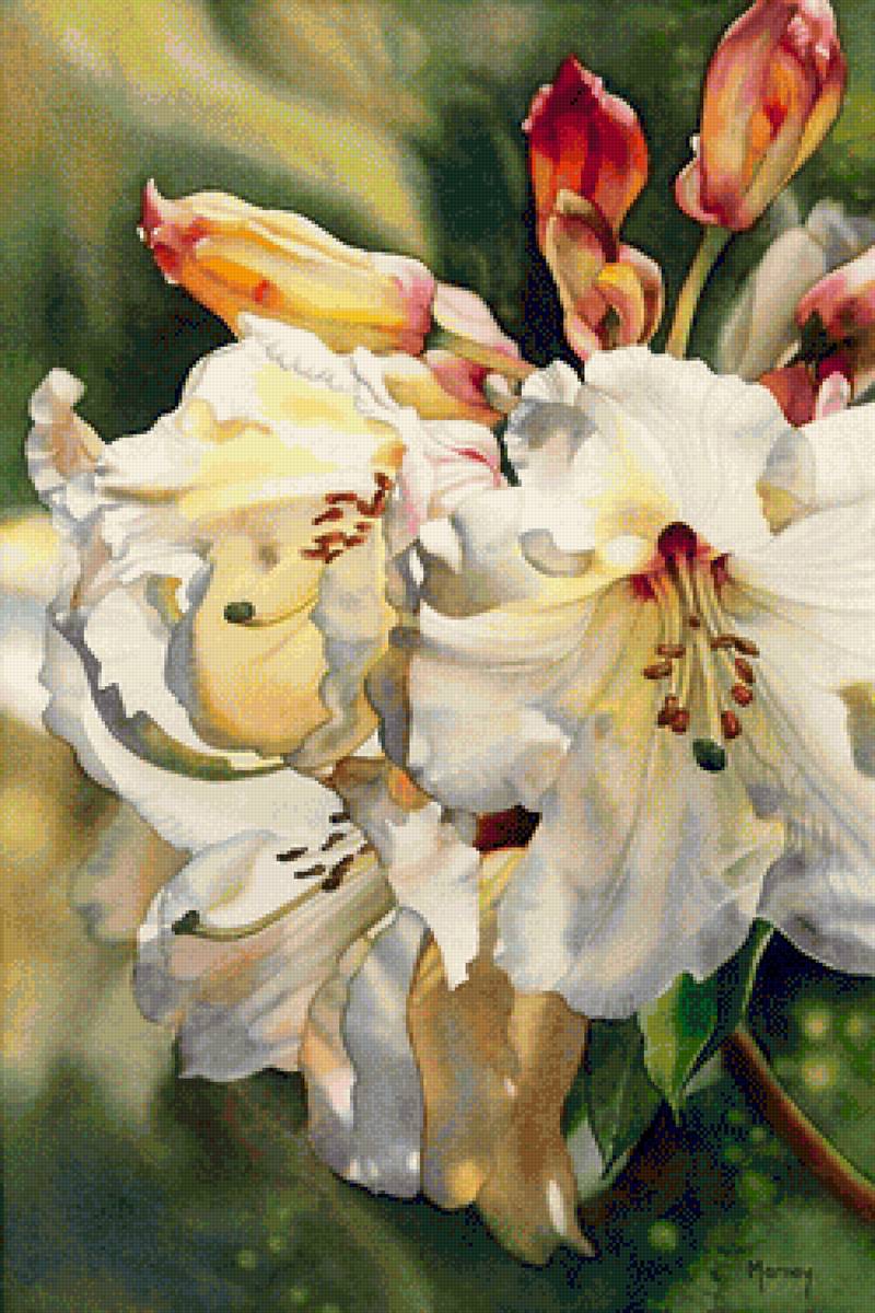 Белые лилии Marney Ward - лилии - предпросмотр