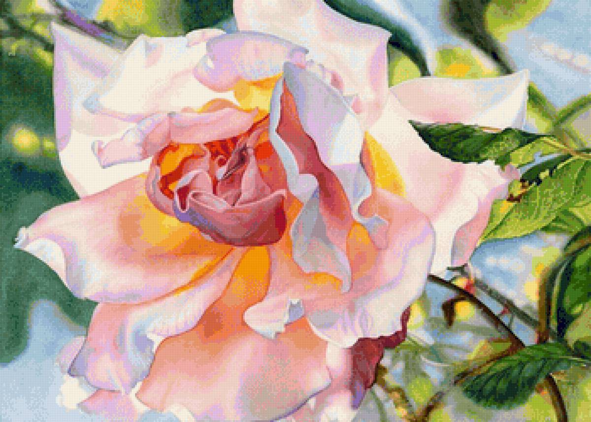 Роза Royal Sunset, Marney Ward - роза - предпросмотр