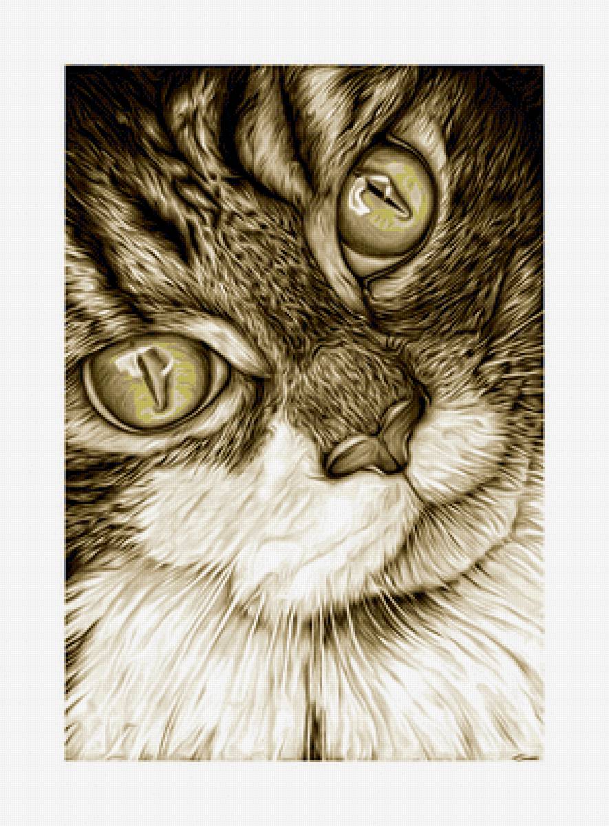 Котейка. - кот, взгляд, животные, рисунок, кошка - предпросмотр