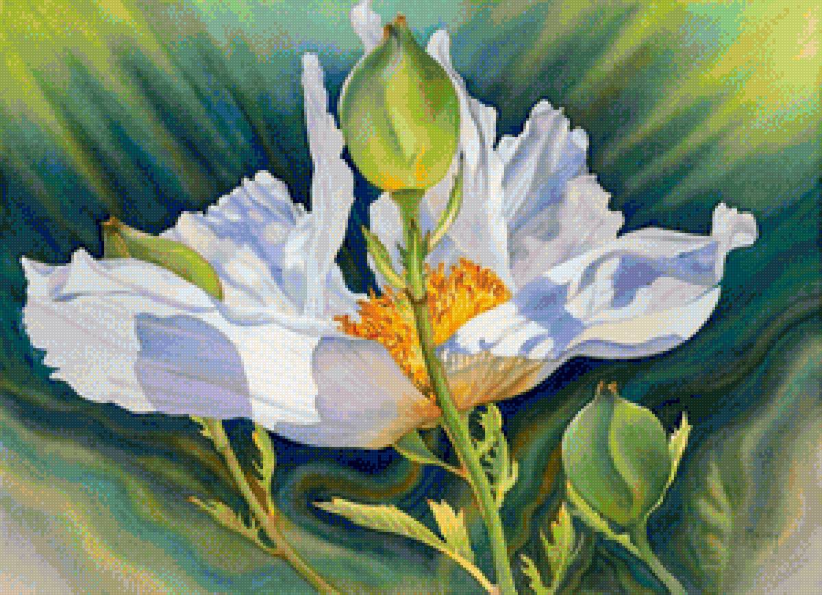 Мак Marney Ward - мак - предпросмотр