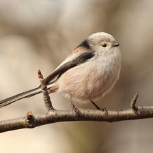 Схема вышивки «№2146033»