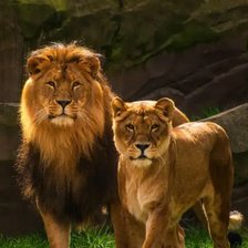 Схема вышивки «лев с львицей»