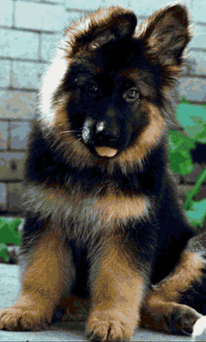 щенок - предпросмотр