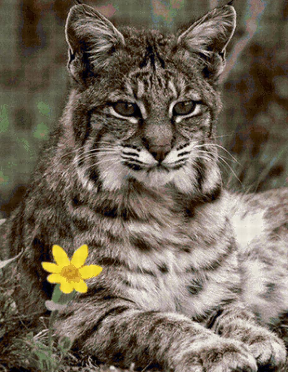 зверек - предпросмотр