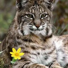 Схема вышивки «зверек»