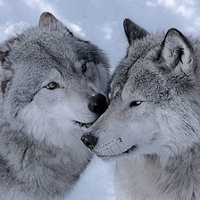 Оригинал схемы вышивки «дикие» (№2146587)