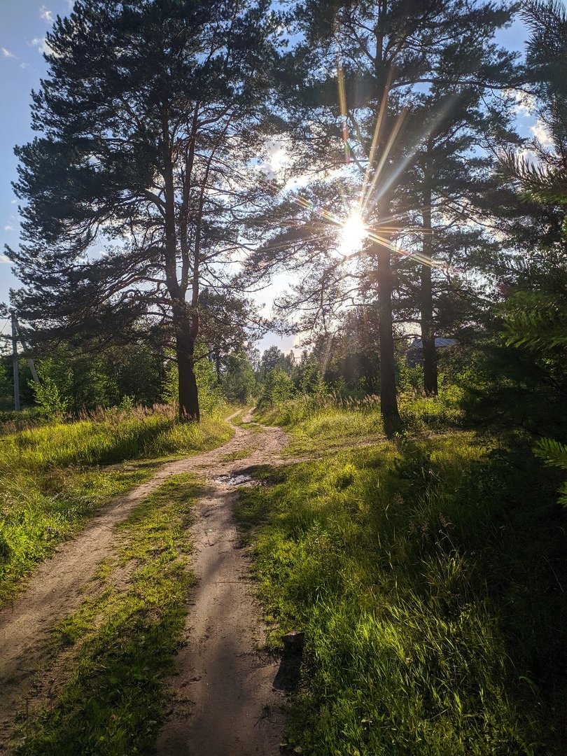 Солнечные лучики - природа, пейзаж, лес - оригинал