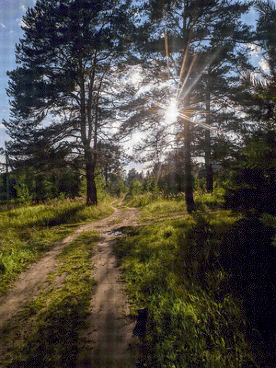 Солнечные лучики - пейзаж, лес, природа - предпросмотр