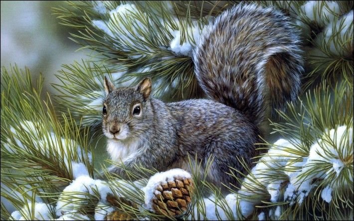 №2147740 - снег, шишка, белка, ель - оригинал