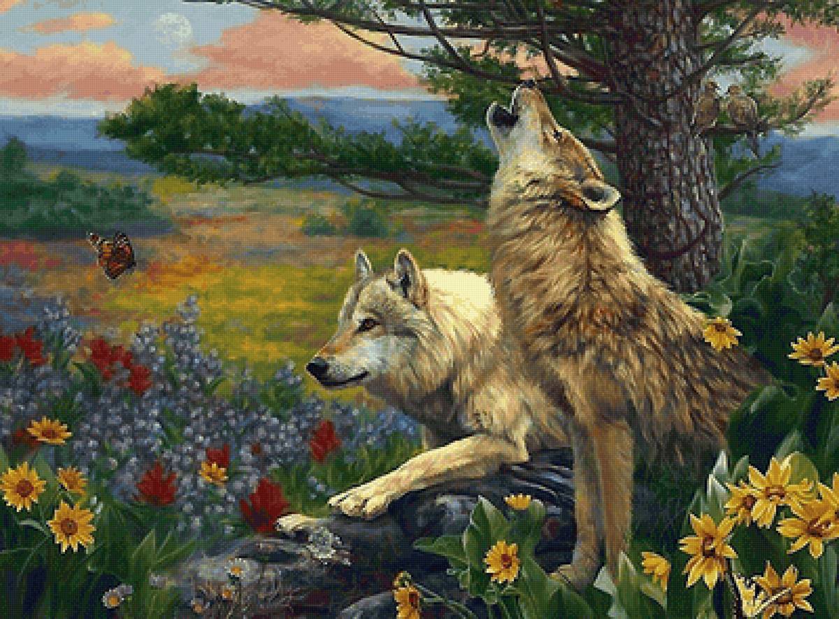 волки - вечер, бабочка, волки, цветы - предпросмотр