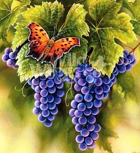Виноград и бабочка - виноград, бабочка - оригинал